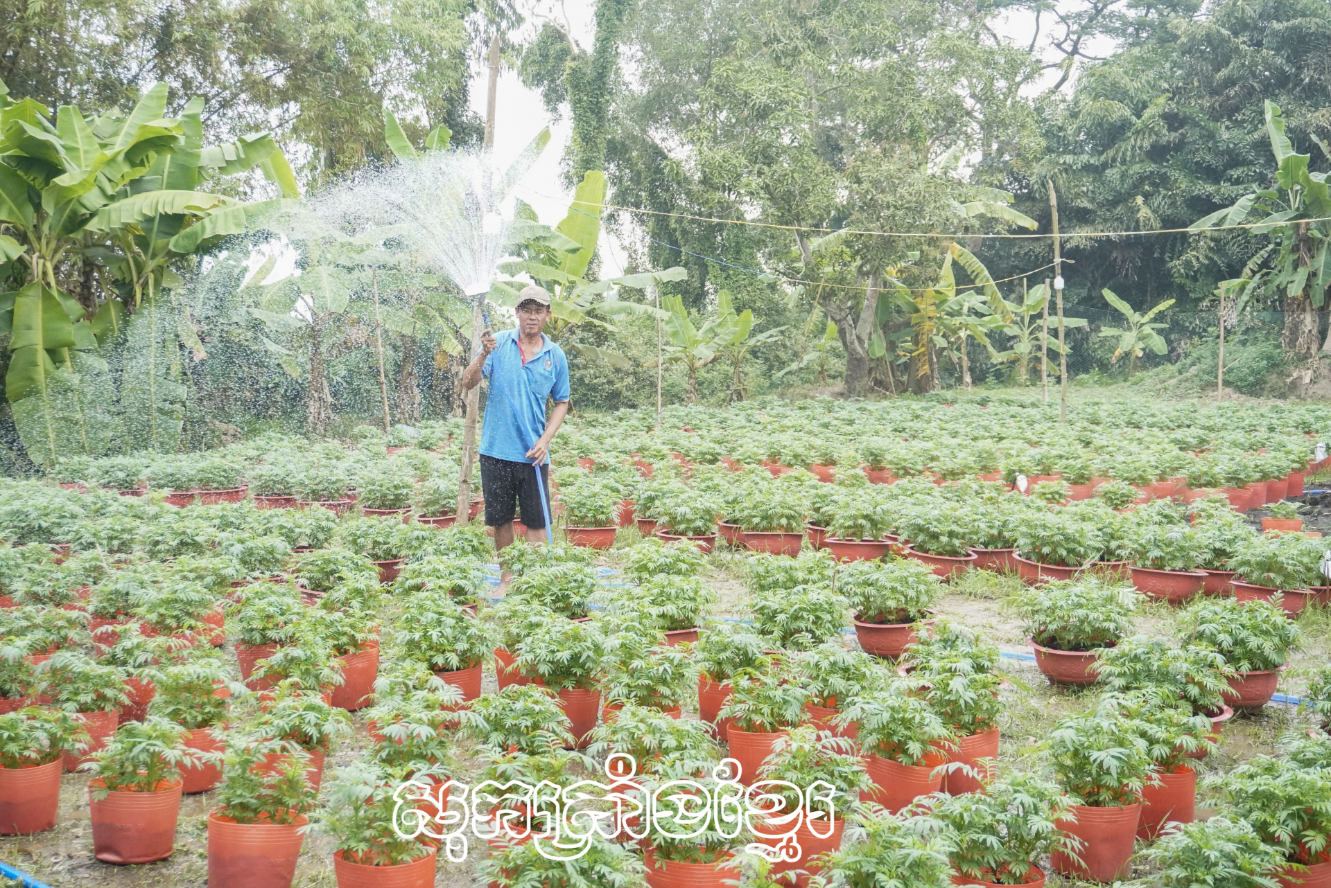 កសិករថាមដូងដាំផ្កាបម្រើទីផ្សារតេត