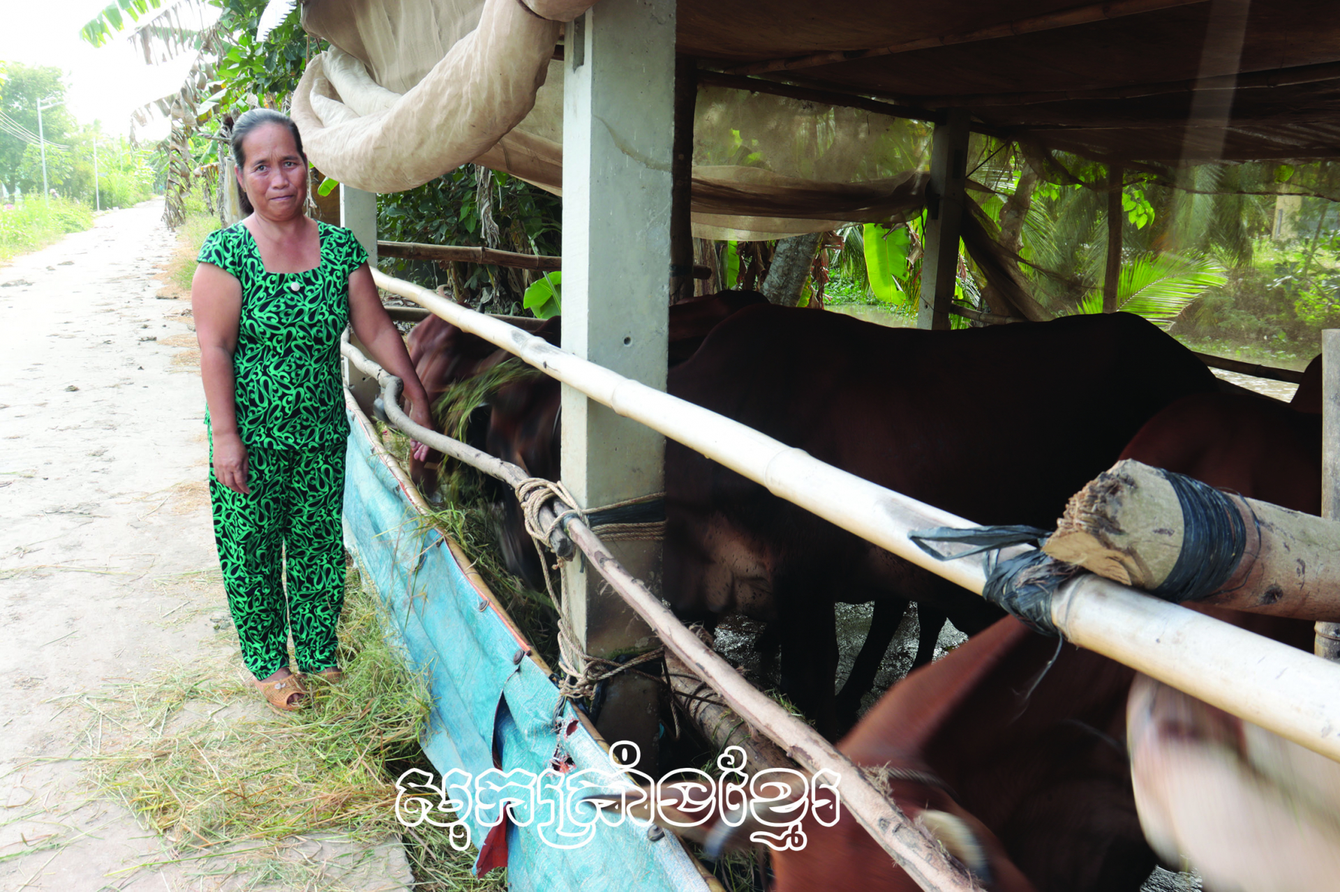 ជំនួយសមាជិកកសិករខ្មែរពង្រីកសេដ្ឋកិច្ច
