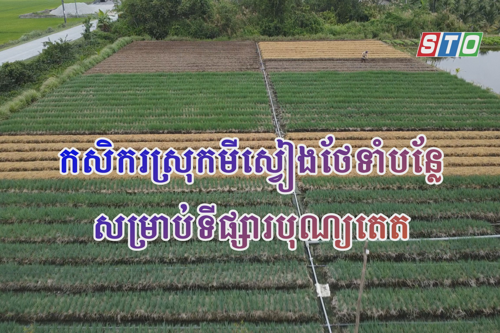 [Media] កសិករស្រុកមីស្វៀងថែទាំបន្លែបម្រើបុណ្យតេត