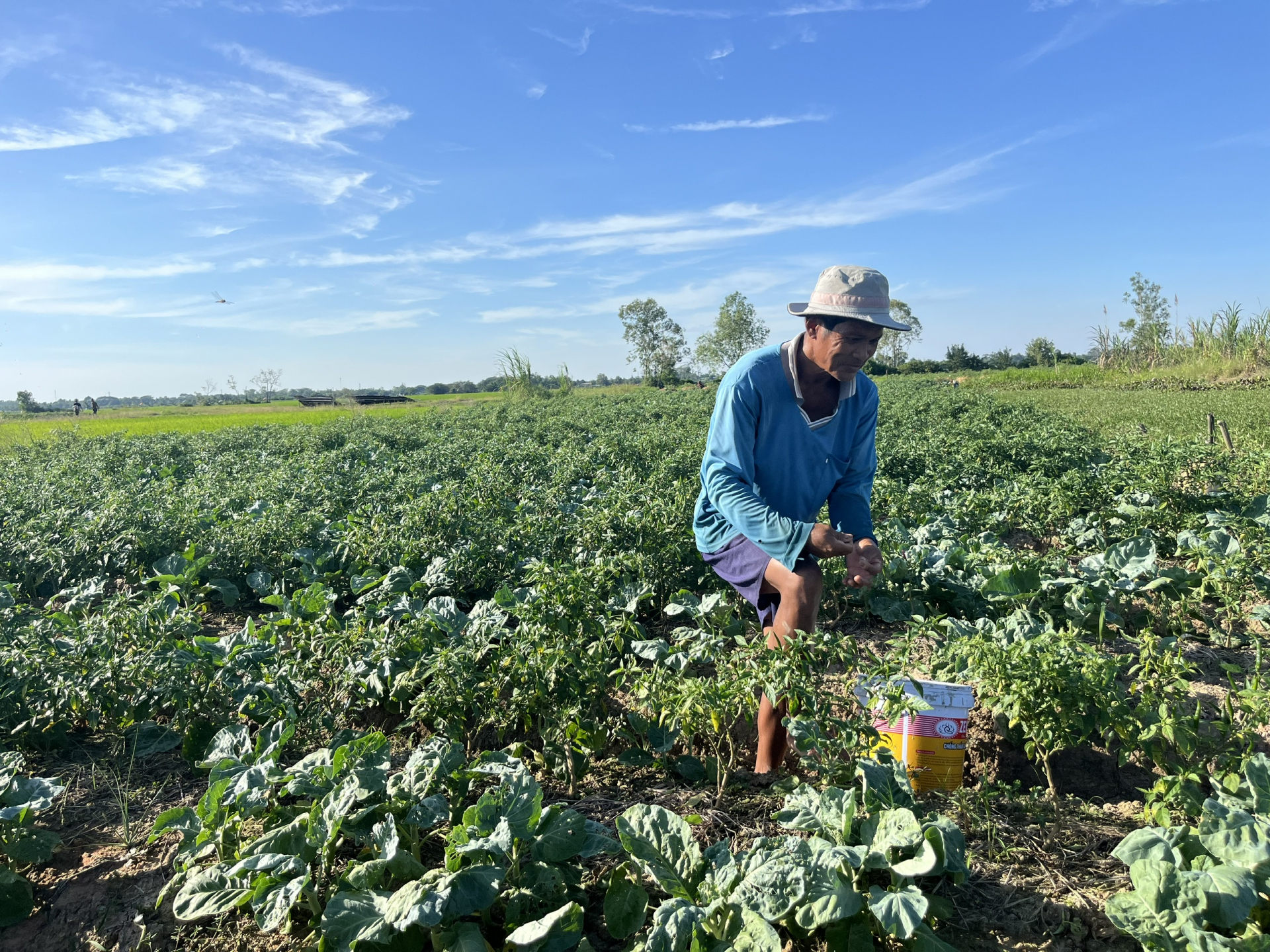 កសិករថាមដូងដាំបន្លែបម្រើបុណ្យតេត