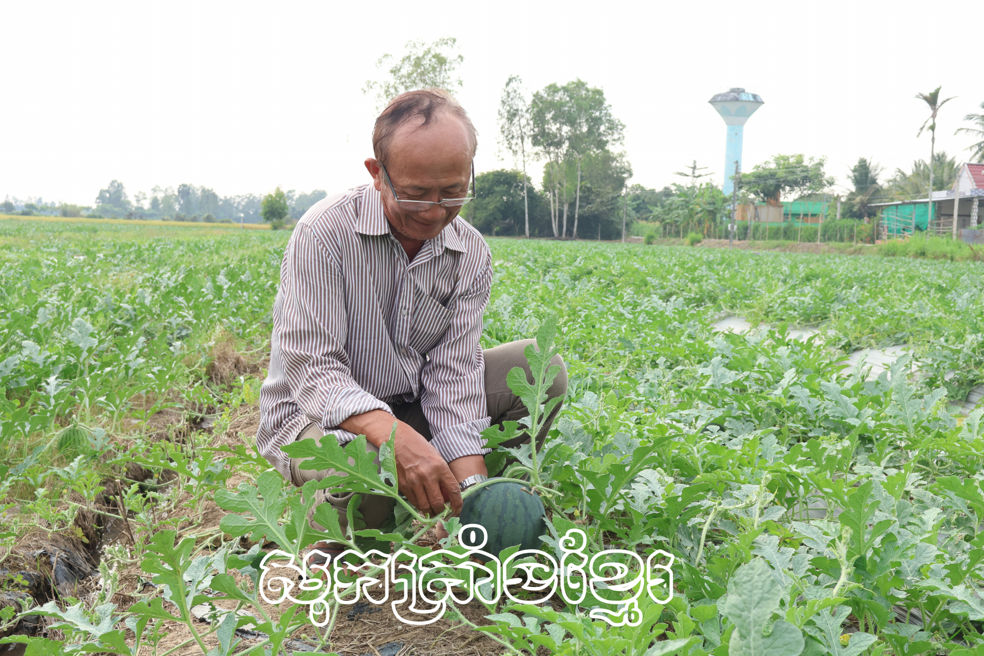អភិវឌ្ឍសេដ្ឋកិច្ចពីការដាំឪឡឹកលក់រដូវបុណ្យតេត