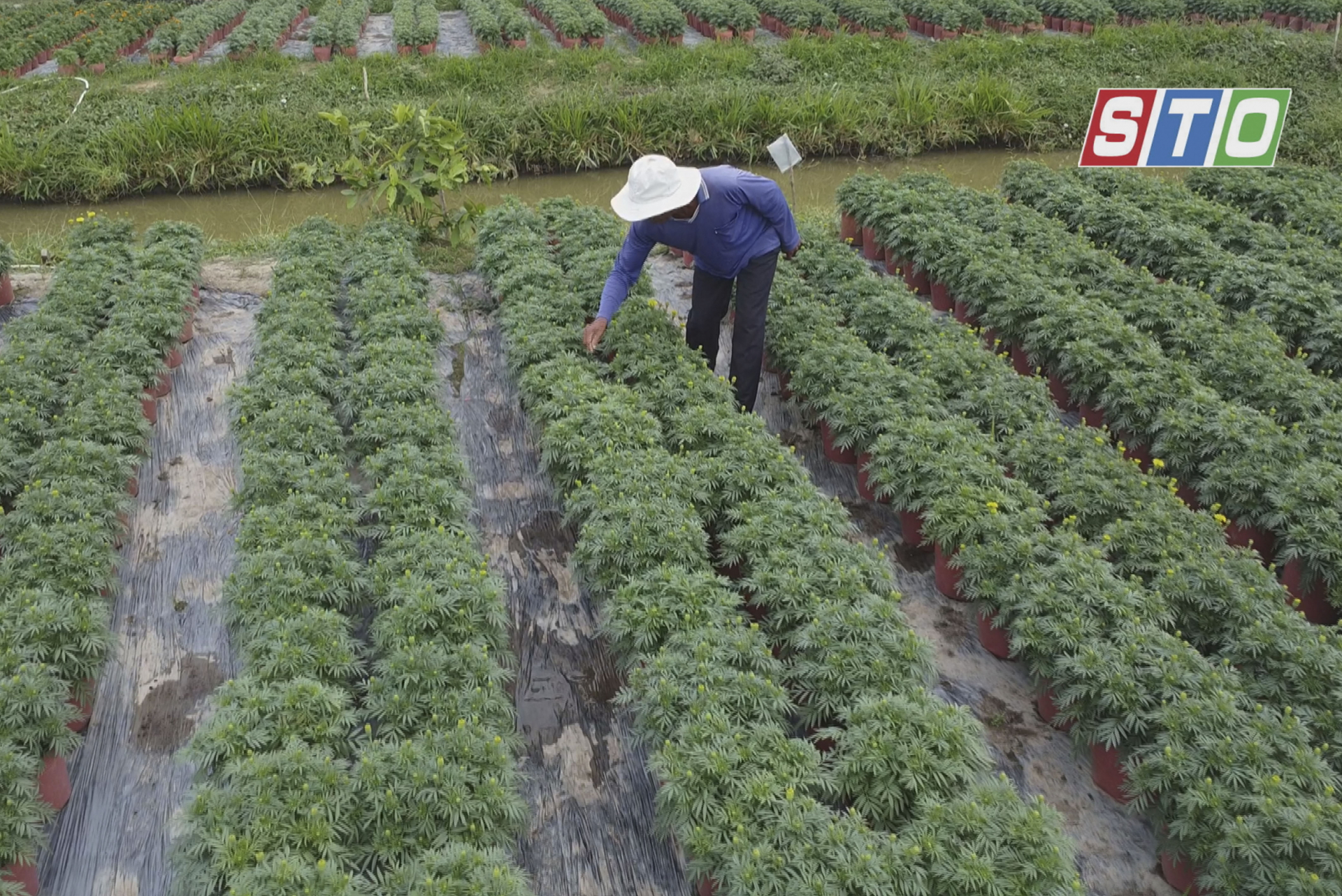 [Media] កសិករមមាញឹកថែទាំផ្កាសម្រាប់បុណ្យតេត