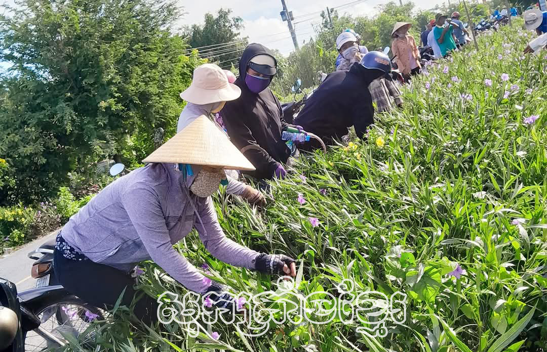 នារីមីស្វៀងព្រួតដៃកសាងជនបទថ្មី