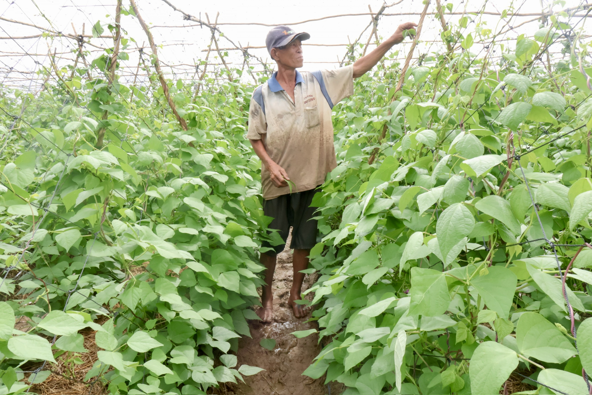 សមាគមអតីតយុទ្ធជនប្រឡងប្រណាំងបង្កបង្កើនផល