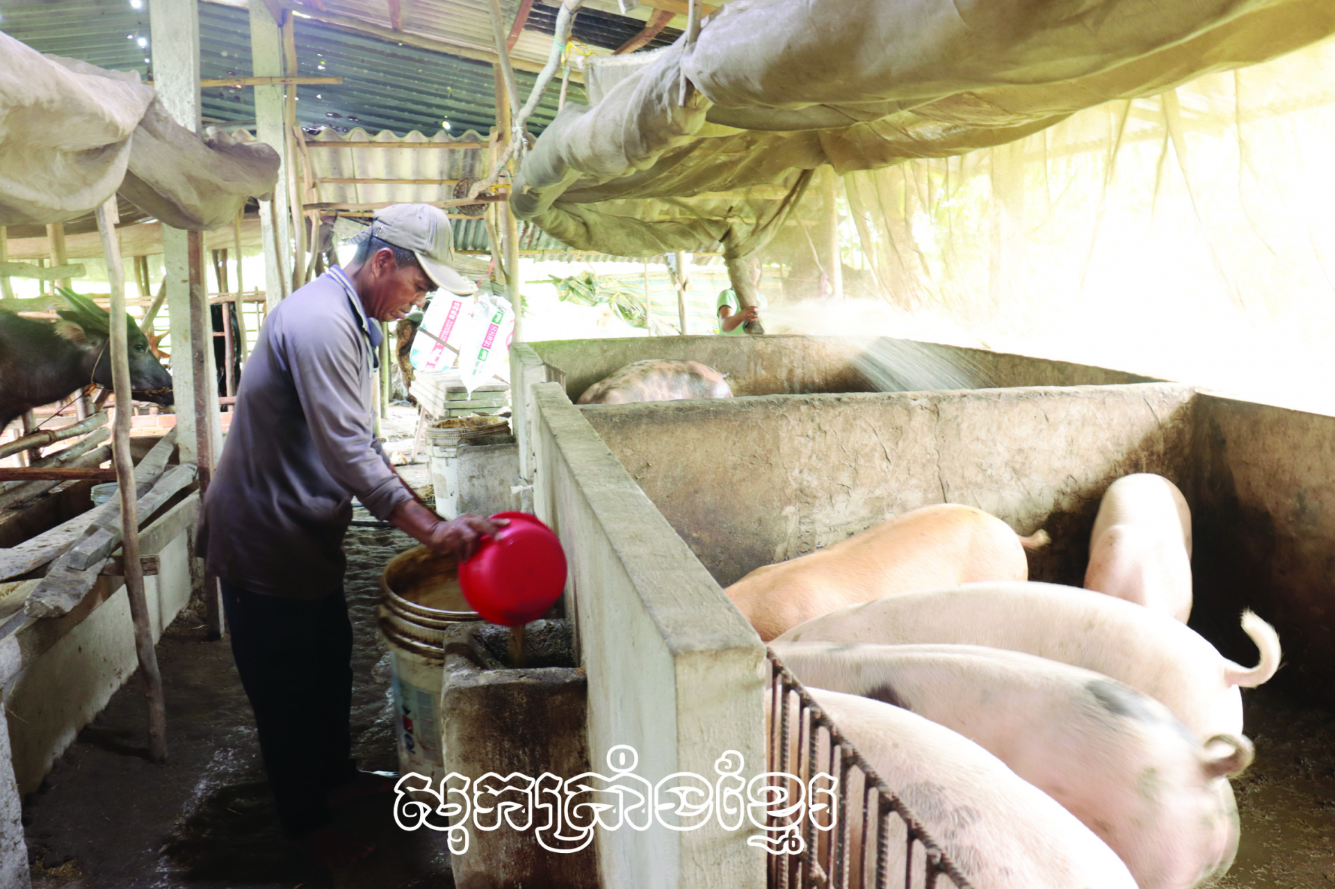 ឈានឡើងពីទម្រង់ចិញ្ចឹមជ្រូក