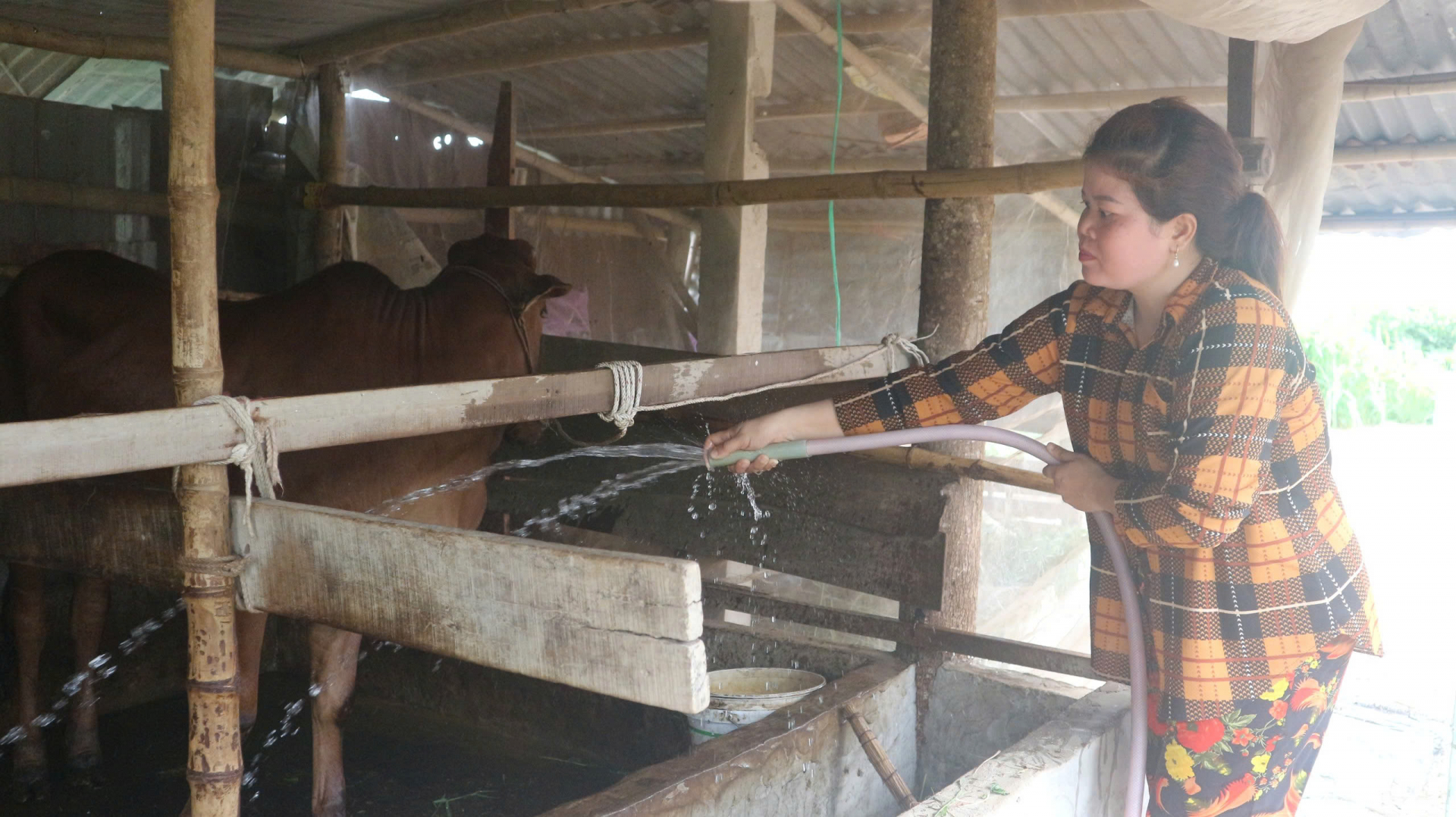 គម្រោងអភិវឌ្ឍចិញ្ចឹមគោ ជួយបន្ថយភាពក្រីក្រនៅតំបន់ជនជាតិភាគតិច