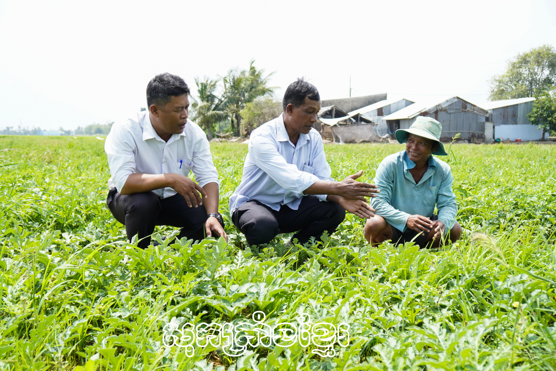 ប្រសិទ្ធភាពសេដ្ឋកិច្ចពីការដាំឪឡឹកលើវាលស្រែ