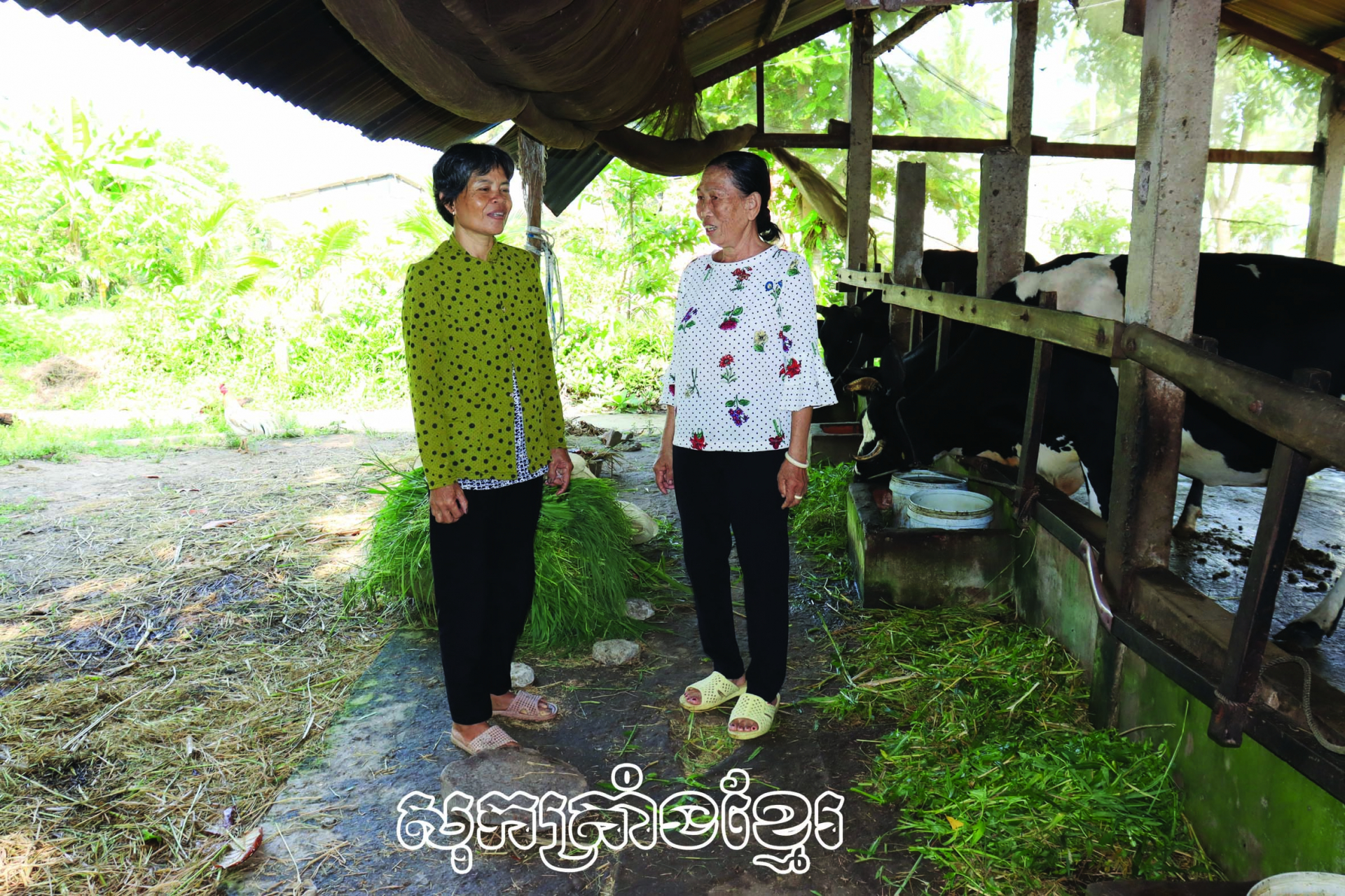 ទម្រង់គោទឹកដោះជួយសមាជិកាខ្មែរលំនឹងជីវភាព