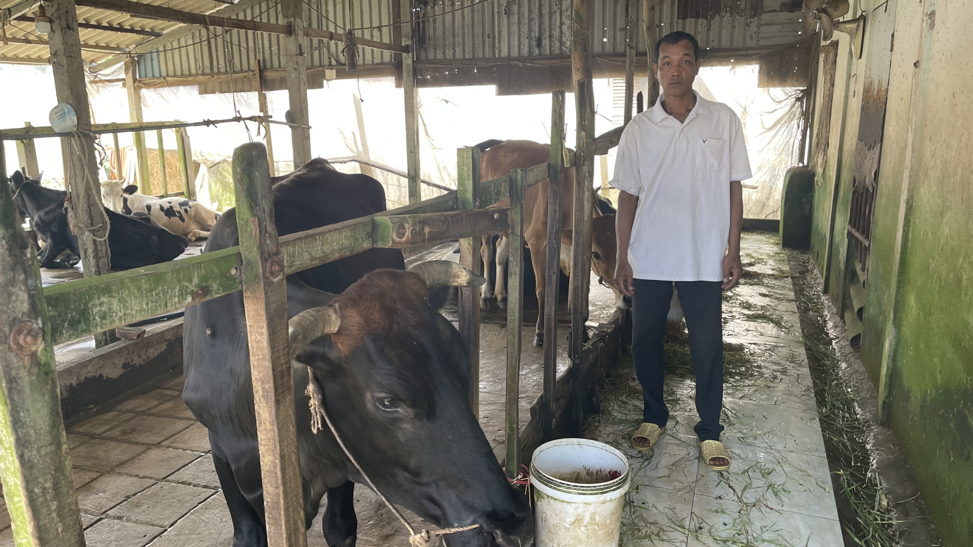 ប្រសិទ្ធភាពសេដ្ឋកិច្ចពីការចិញ្ចឹមគោ គួបផ្សំជាមួយការផលិតកសិកម្ម