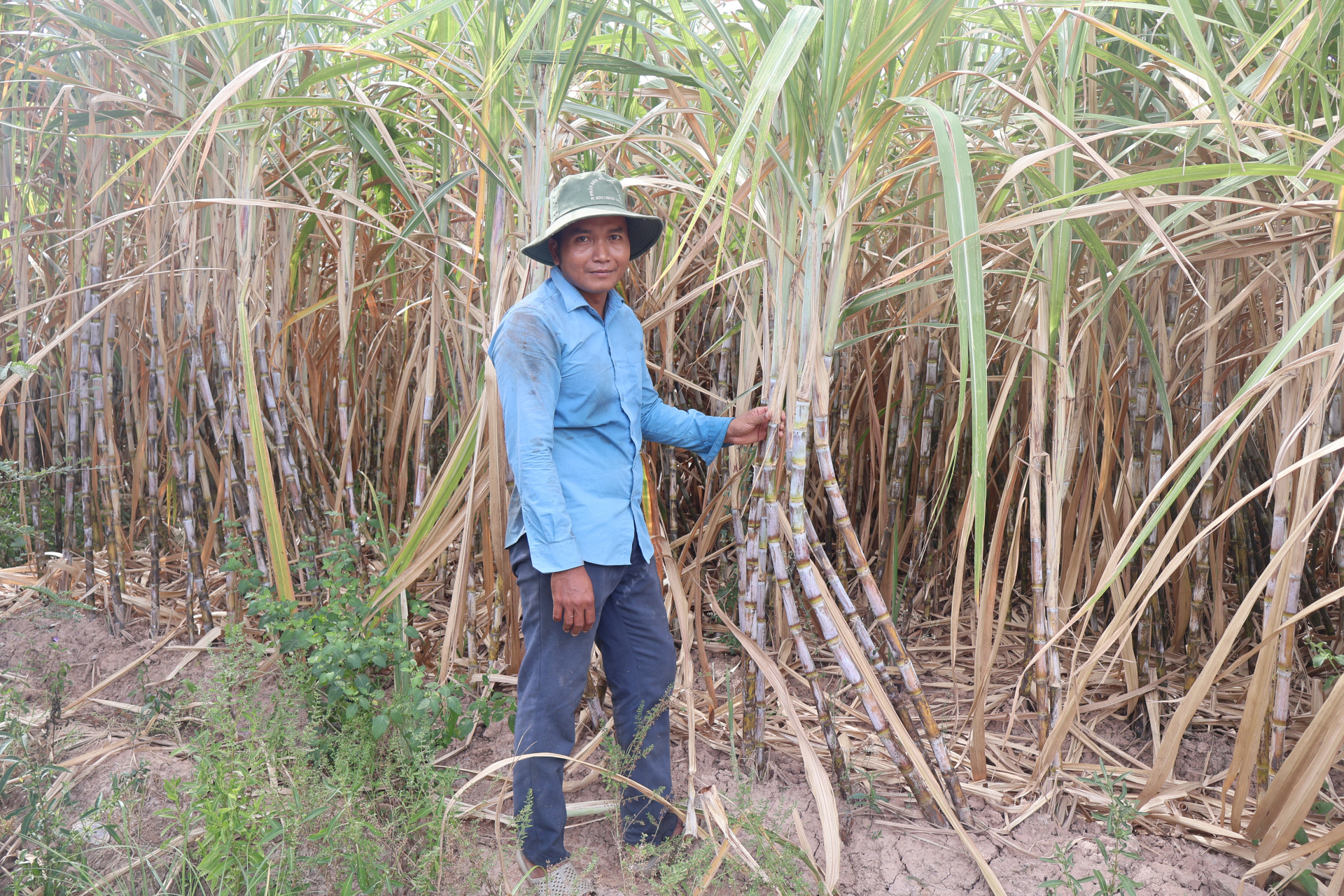 អភិវឌ្ឍសេដ្ឋកិច្ចគ្រួសារដោយការដាំអំពៅ