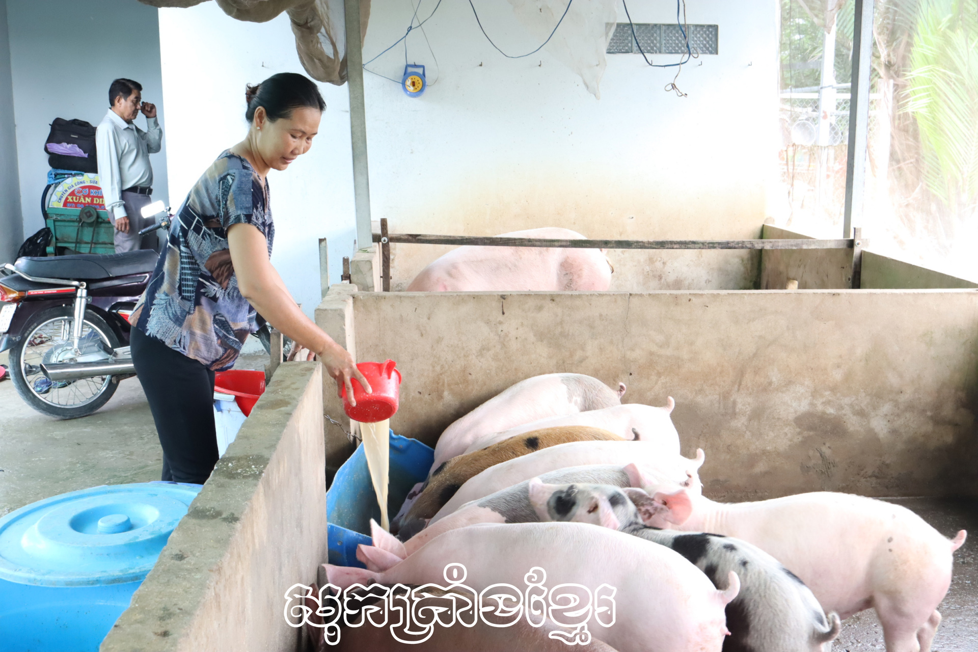 ជ្រូកសាច់កើនថ្លៃ អ្នកចិញ្ចឹមរីករាយ