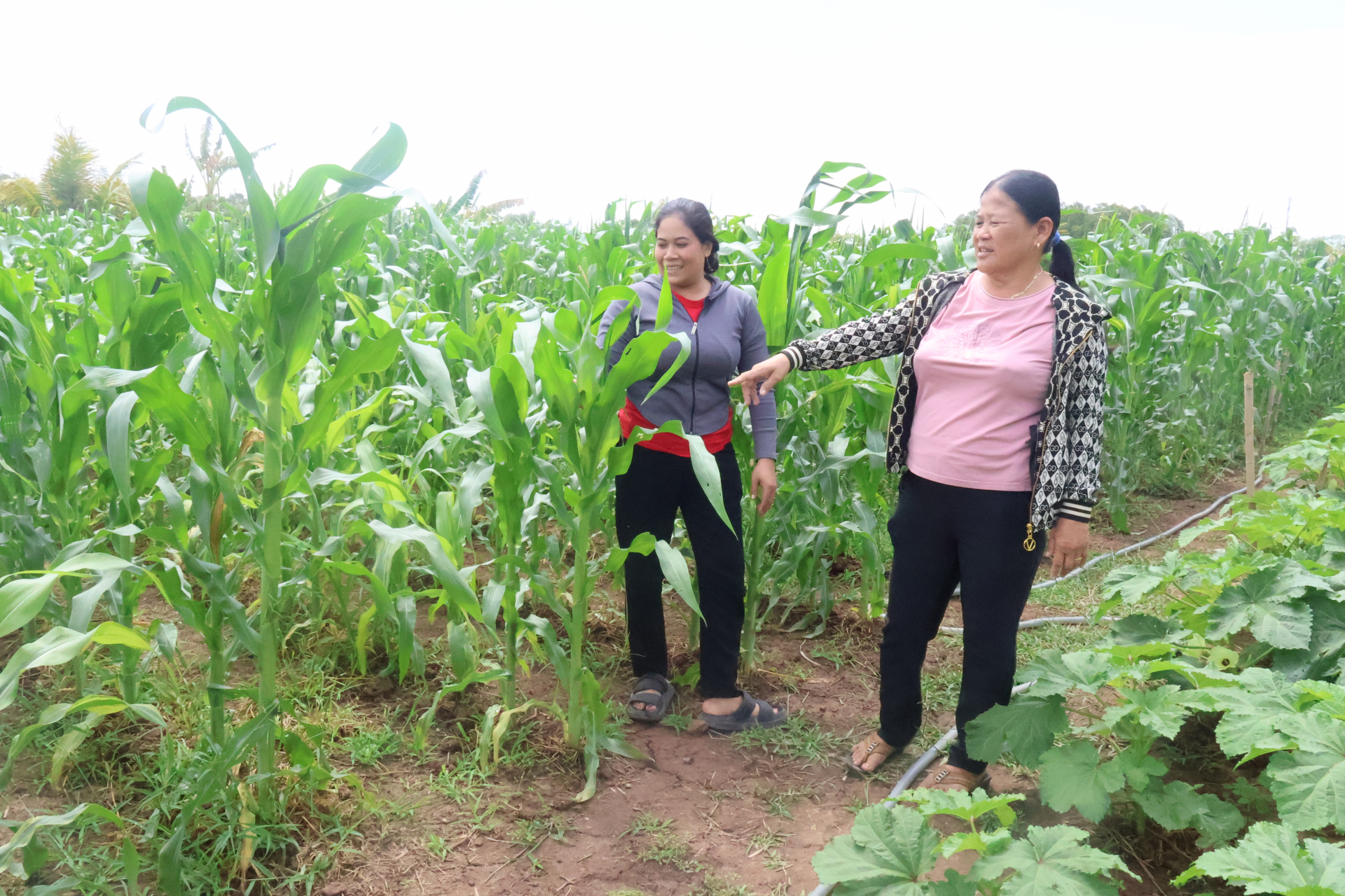 កសិករនៅទីរួមស្រុកត្រឹងដេ ដាំបន្លែដើម្បីបង្កើនប្រាក់ចំណូលដល់គ្រួសារ