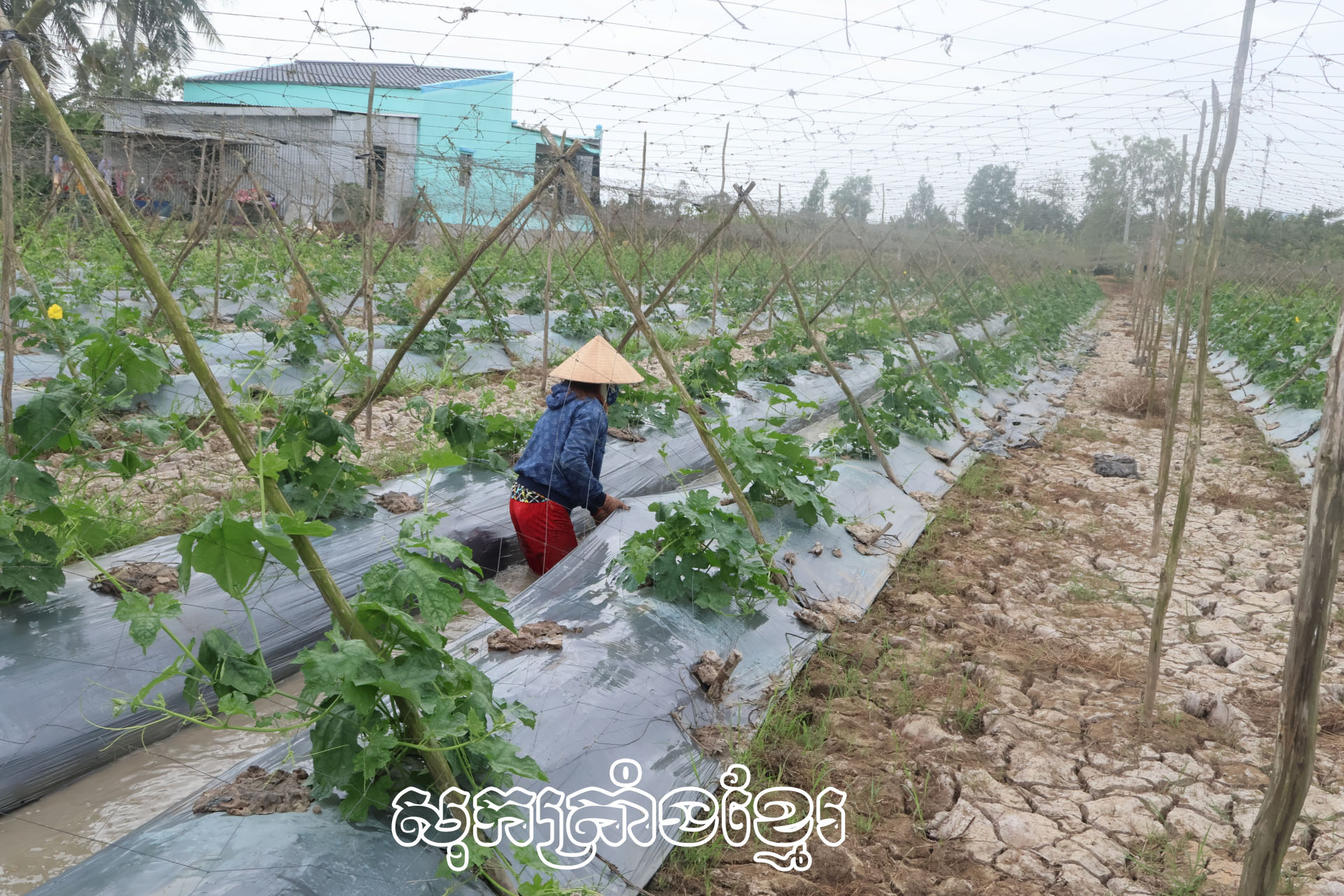 ទម្រង់ដាំននោងកែលម្អជីវភាពគ្រួសារ