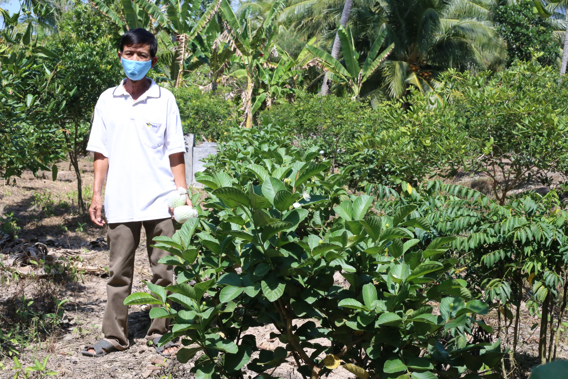 ចំណូលគ្រាន់បើពីការដាំត្របែករ៉ូប៊ី