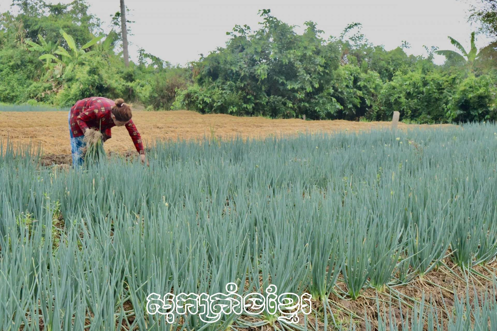 ទម្រង់ដាំបន្លែជួយមាមីងកសិកររកបានប្រាក់ចំណូលលំនឹង