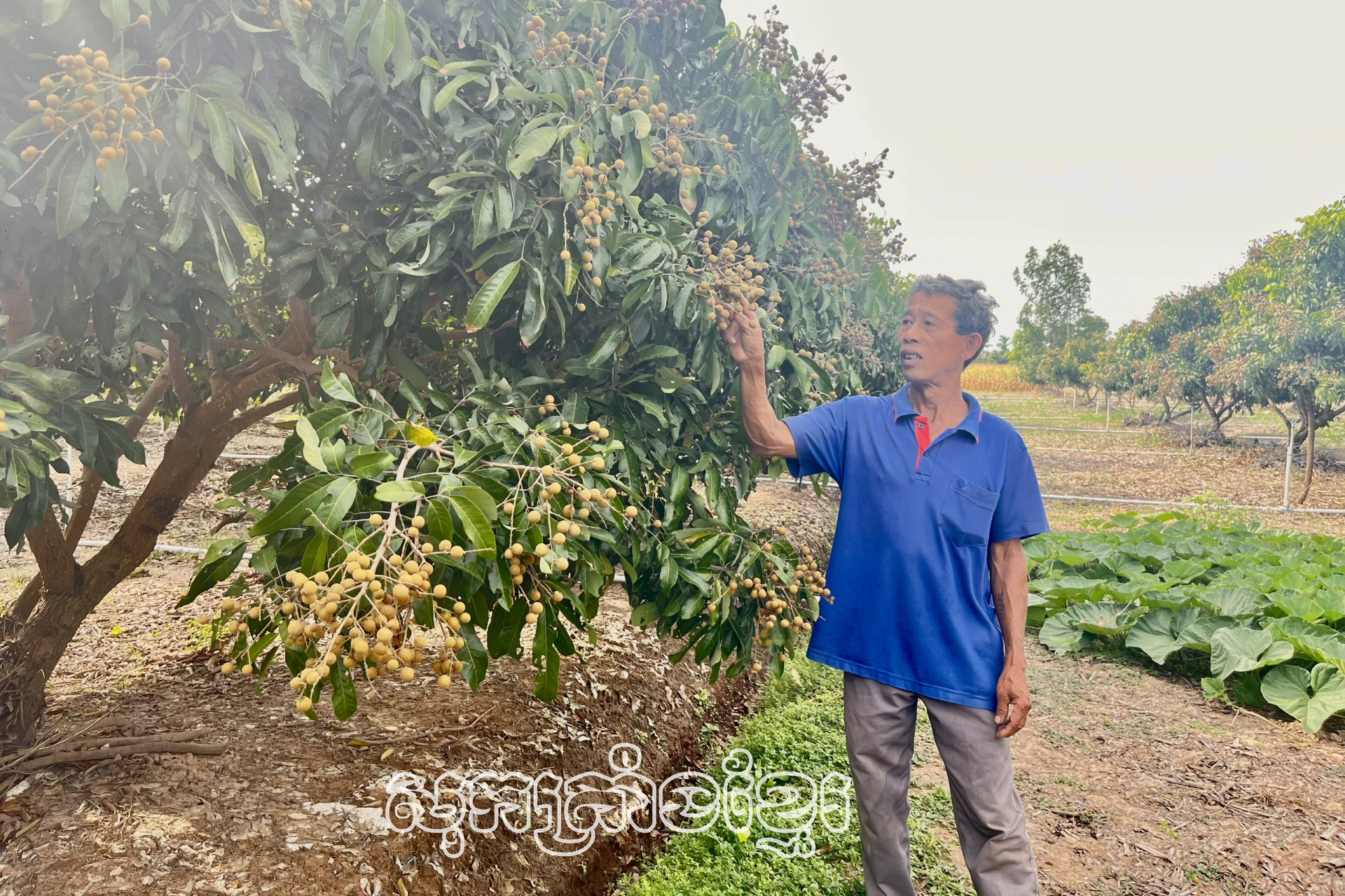 កសិករឃុំអាងថាញ់ណាមជំរុញការអភិវឌ្ឍសេដ្ឋកិច្ចជនបទ