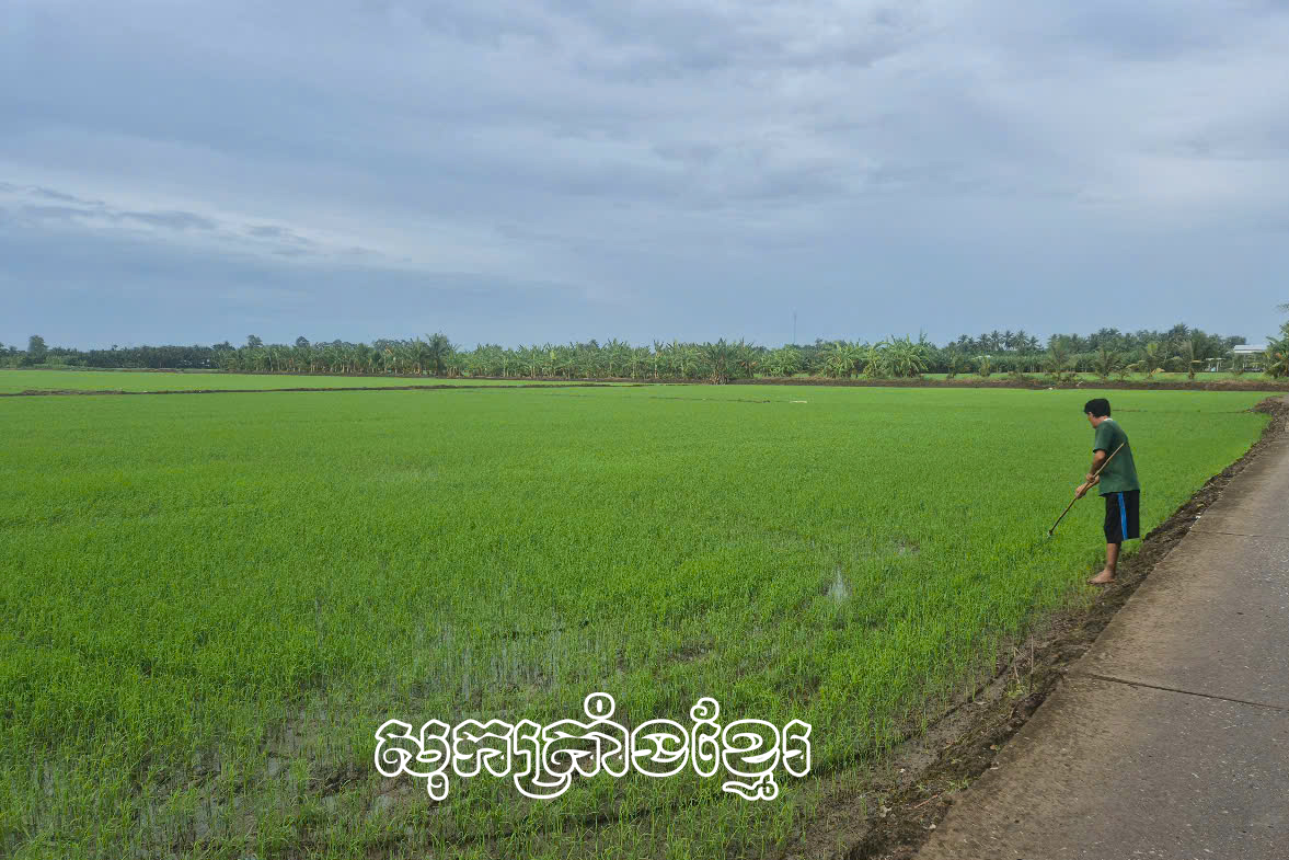 ប្រសិទ្ធភាពពីវាលស្រែមិនដុតចំបើង