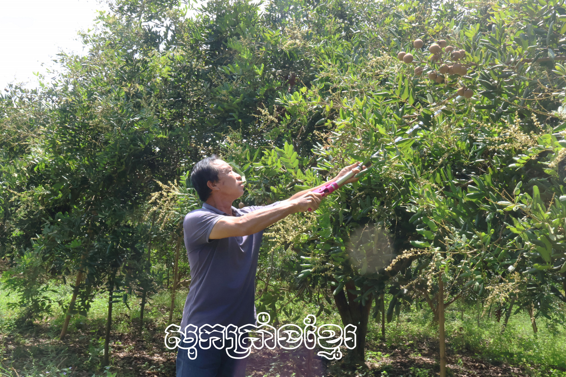 ប្រសិទ្ធភាពសេដ្ឋកិច្ចពីទម្រង់ដាំមៀន