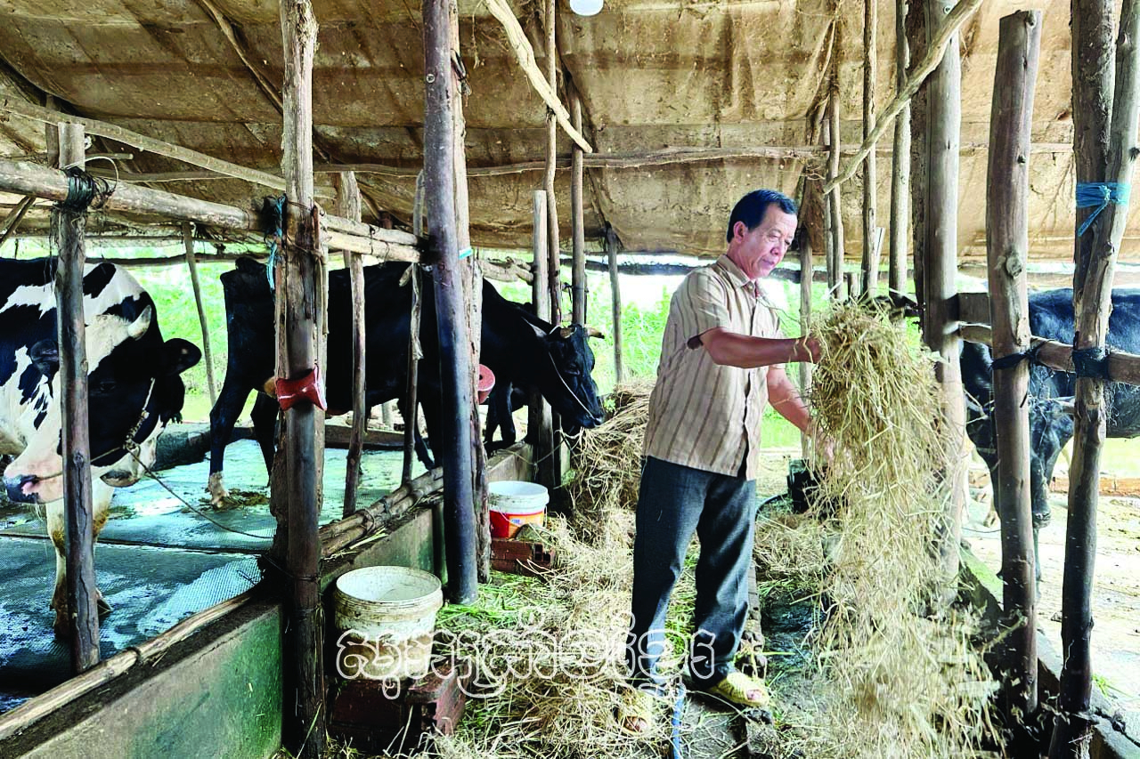 សមាជិកកសិករខ្មែរឈានឡើងធូរធារអាស្រ័យទម្រង់ចិញ្ចឹមគោ