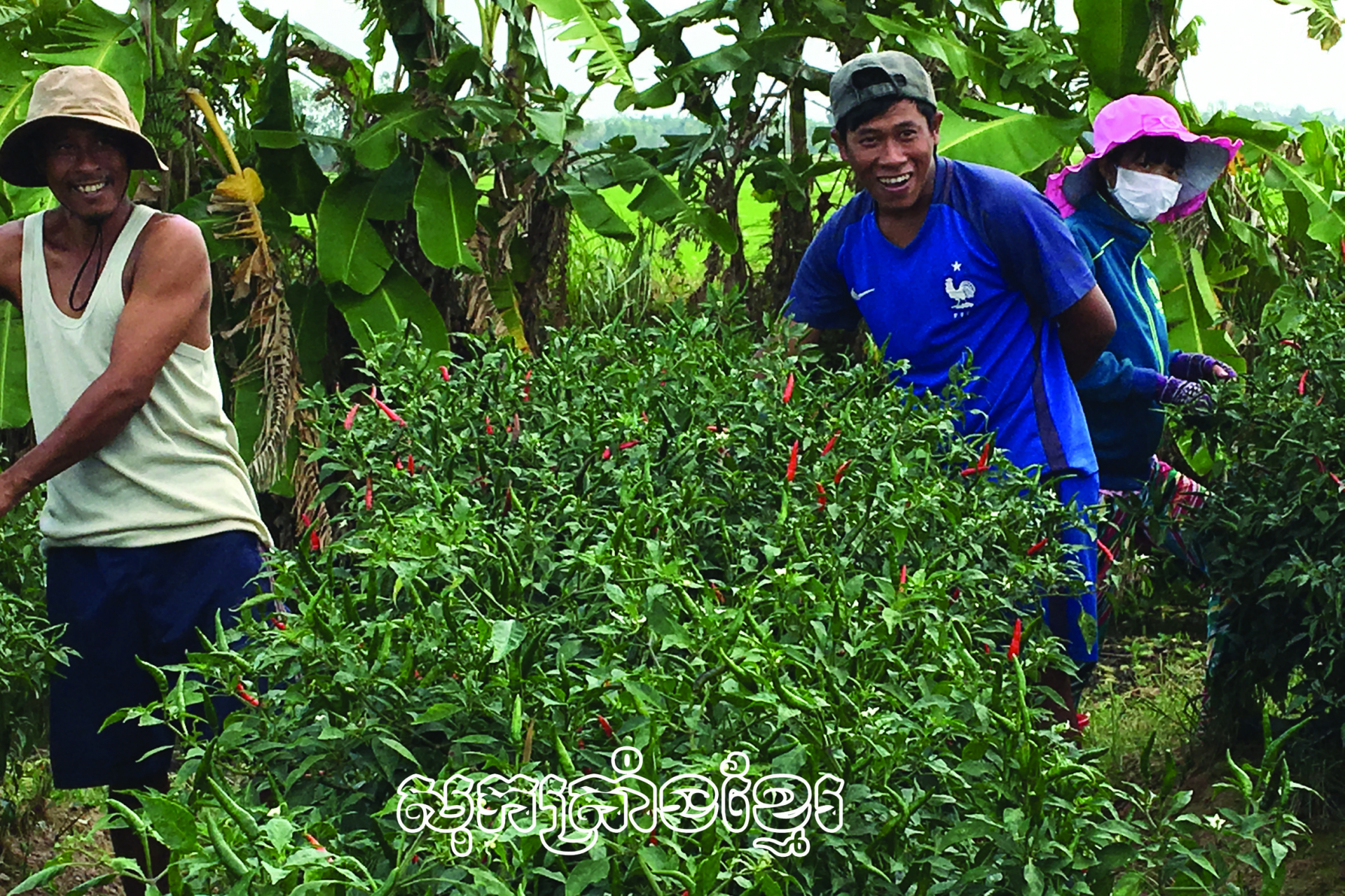 កសិករខ្មែរជម្នះការលំបាកឈានឡើងចាកផុតក្រ