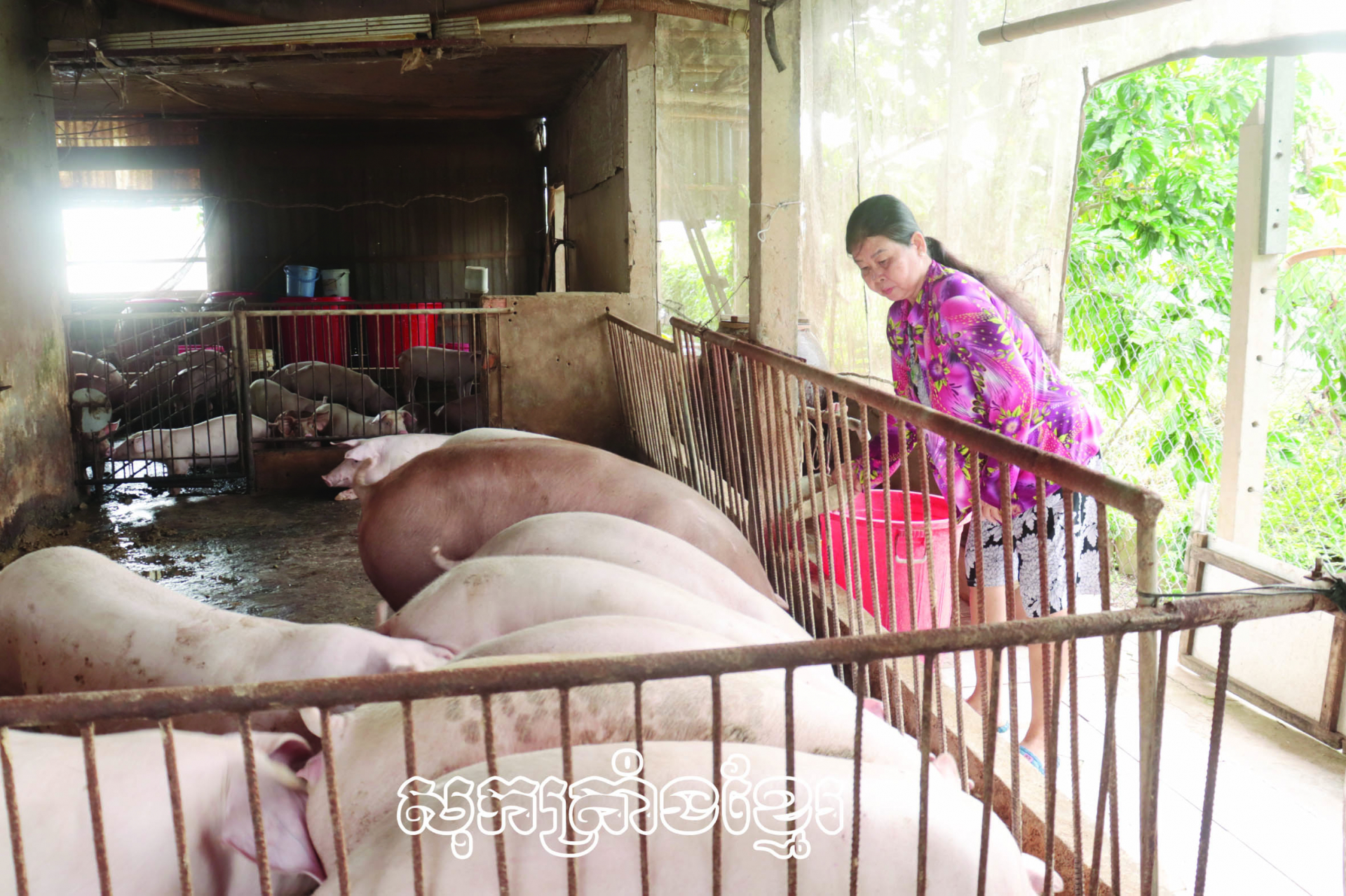 ឈានឡើងធូរធារអាស្រ័យទម្រង់ចិញ្ចឹមសត្វ