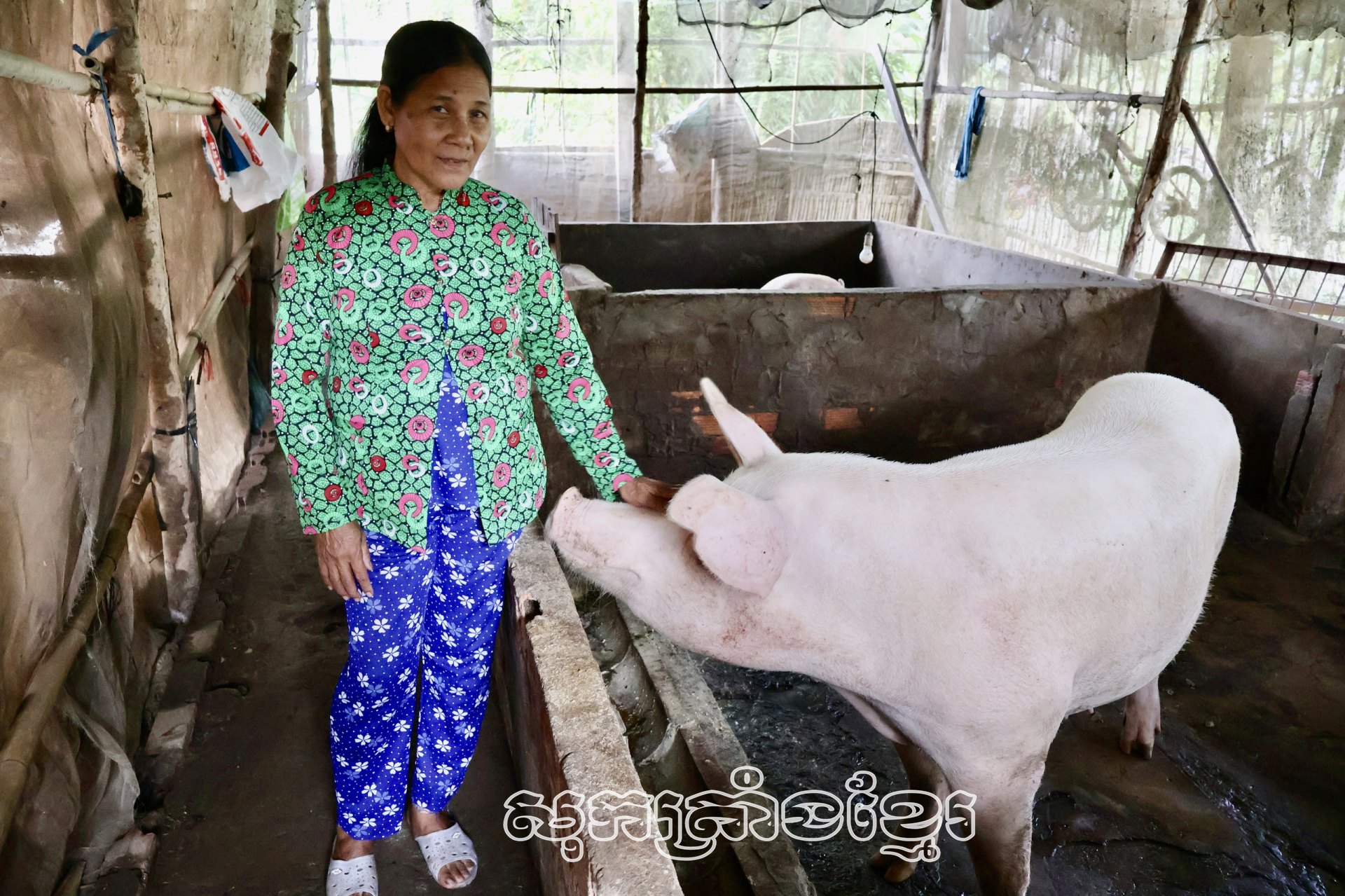 នារីឃុំតឹងហ៊ឹងអភិវឌ្ឍសេដ្ឋកិច្ចអាស្រ័យទម្រង់ចិញ្ចឹមជ្រូក