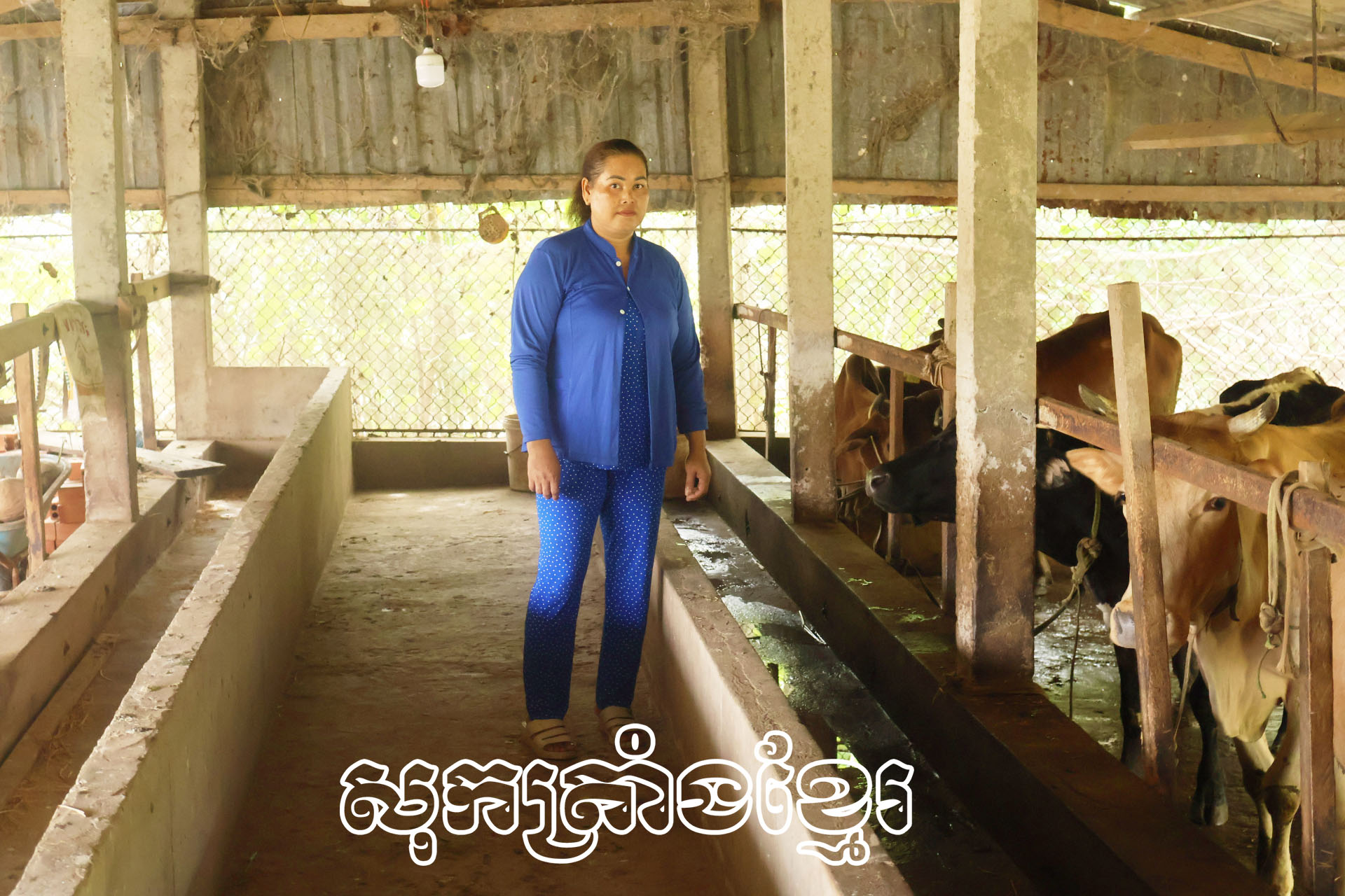 ប្រសិទ្ធភាពពីទម្រង់ “ ក្រុមសហការចញ្ចឹមគោ”