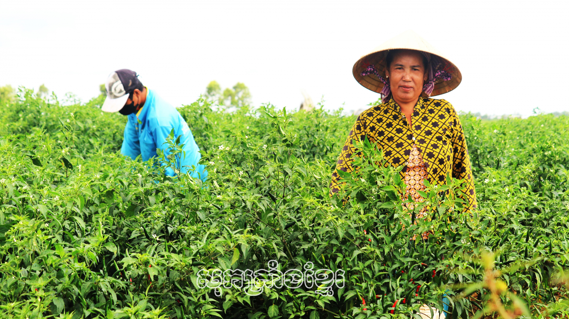 ធូរធារអាស្រ័យដាំបន្លែ