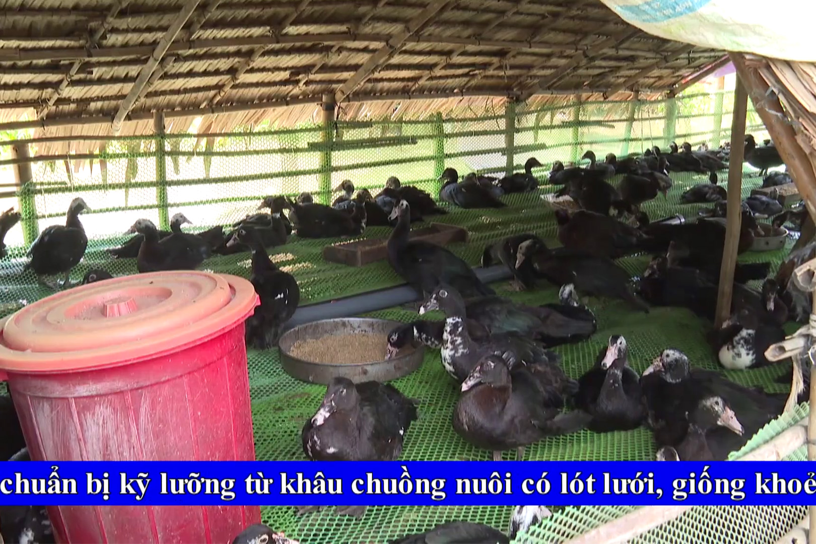 [Media] កសិករខ្មែរជាមួយទម្រង់សម្បូណ៌បែបសត្វចិញ្ចឹម