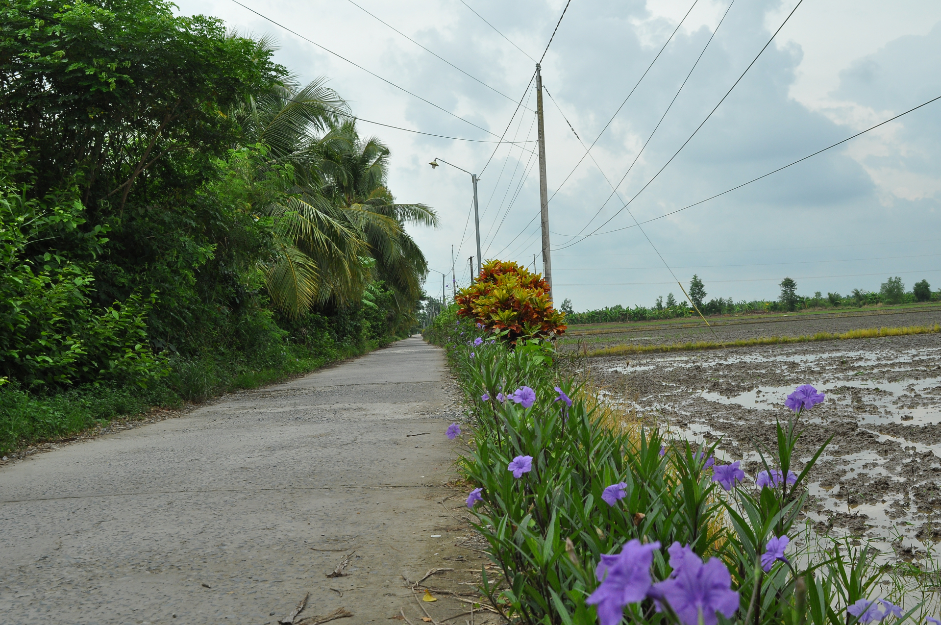 ភាពវិវឌ្ឍថ្មីក្នុងការកសាងឃុំវប្បធម៌ជនបទថ្មីនៅឡុងឌឹក