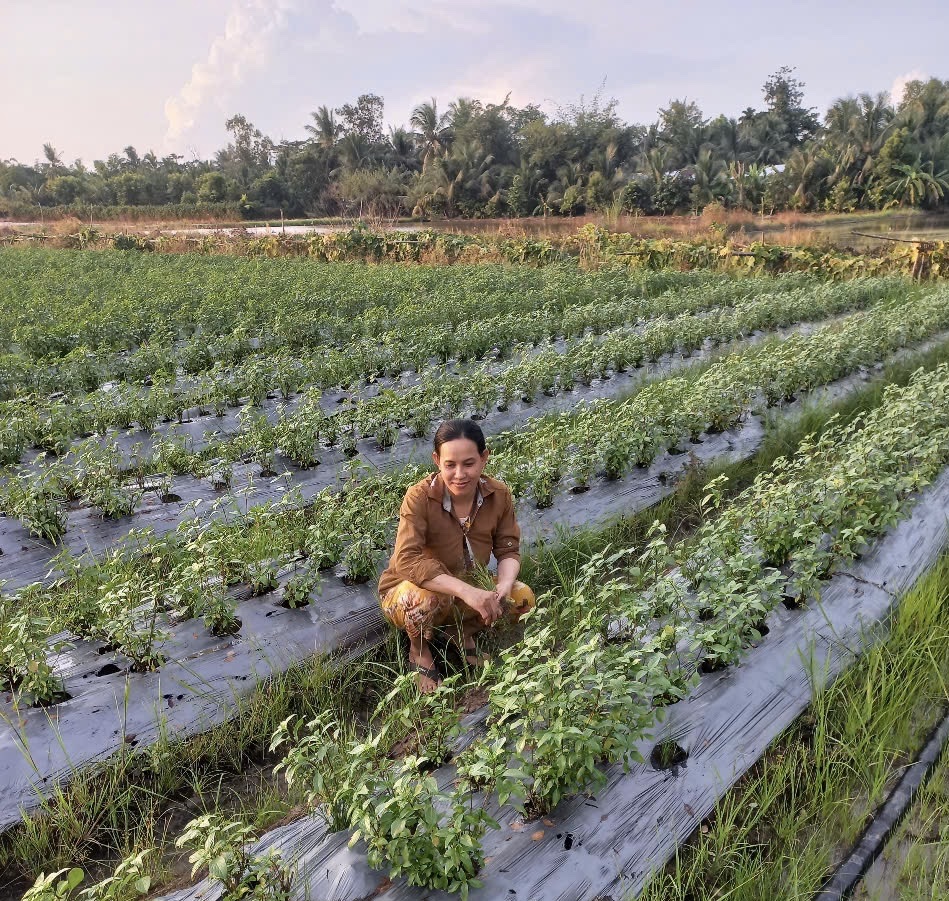 អភិវឌ្ឍសេដ្ឋកិច្ចពីការដាំដំណាំ